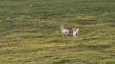 A pair of all-white deer were spotted strolling in an Iowa field Thursday morning