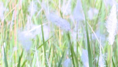 ‘Aggressive, insidious and volatile’: Invasive grass causing problems, putting other plants at risk