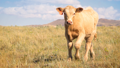 Funny Cow Who Clearly 'Has Places to Be' Keeps Busting Out of Enclosure