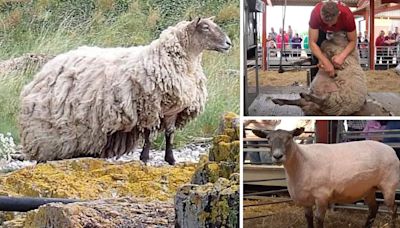 Britain's loneliest sheep, is now HALF the size she ewe-sed to be!