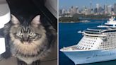 Cat Smuggled onto Royal Caribbean Cruise Finds Forever Home After Facing Euthanasia