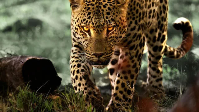 Living With Leopards Streaming: Watch & Stream Online via Netflix