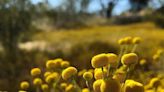 ‘Pretty flower’ found in Arizona national park is a big problem. ‘We need your help’