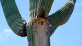 Extreme heat in Phoenix is withering some of its iconic saguaros, with no end in sight