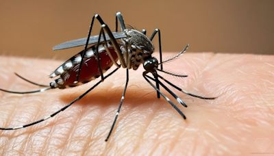 Casos de dengue incrementan en más del 500 por ciento respecto del año pasado