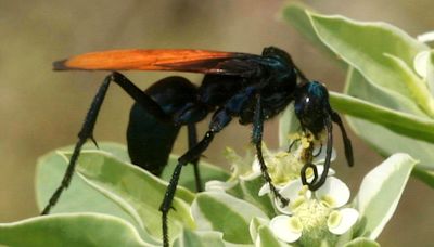 How aggressive are tarantula hawks? Everything to know about the killer wasps