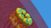 How a protein component of nuclear pore complexes | Newswise