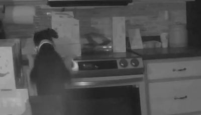 Watch: Dog starts house fire by accidentally switching on stovetop