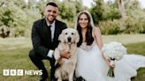 Fur-ever after: Four-legged guests attend wedding
