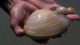 Mom fined $88,000 after her children collected 72 clams — not seashells — at a California beach