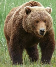 Grizzly Bear Basic Facts And New Pictures | The Wildlife