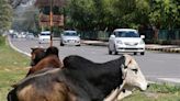 MC to hold survey of stray cattle in Panchkula city