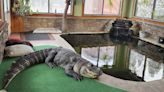 DEC: Info on Albert the alligator not being released until conclusion of investigation