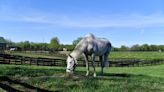 For ex-Derby winner Silver Charm, it’s a life of leisure and Old Friends at Kentucky retirement farm