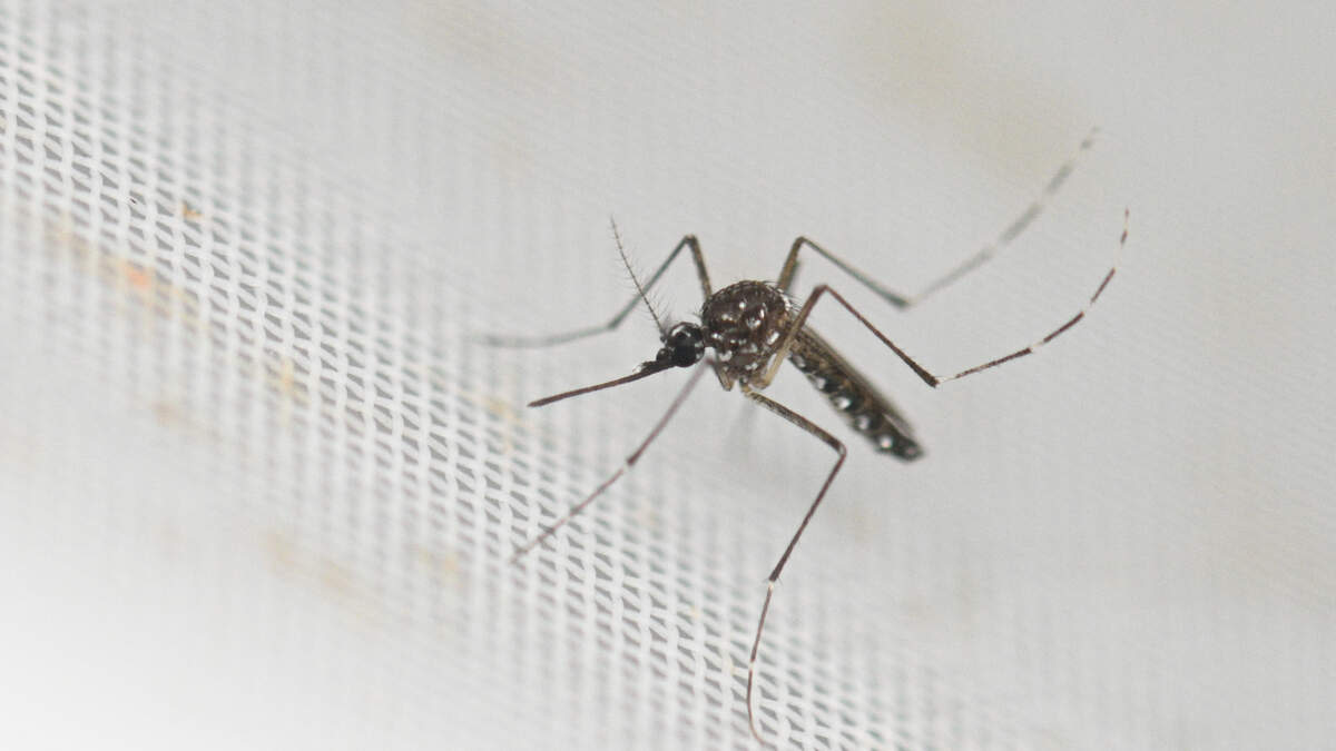 Mosquito-Borne Virus Makes First Nebraska Appearance | NewsRadio 1110 KFAB