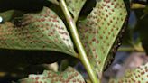 Holly fern, a blast from the past, still makes a great, glossy groundcover