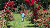 Roses bloom, opening their summer season at Hershey Gardens, a tradition since 1937