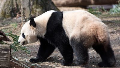 More pandas are coming to the US. This time to San Francisco, the first time since 1985