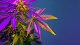 Is Aurora Cannabis Stock a Buy?