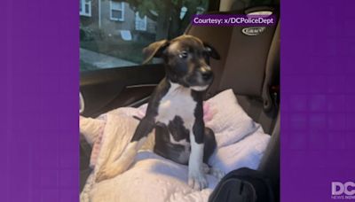 DC police searching for puppy taken in Southeast robbery