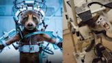 PETA Gives James Gunn an Award for ‘Guardians of the Galaxy Vol. 3’: ‘An Animal Rights Masterpiece’