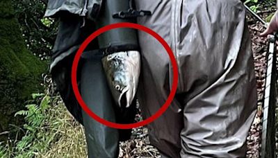 Fisherman fined after hiding salmon up his sleeve