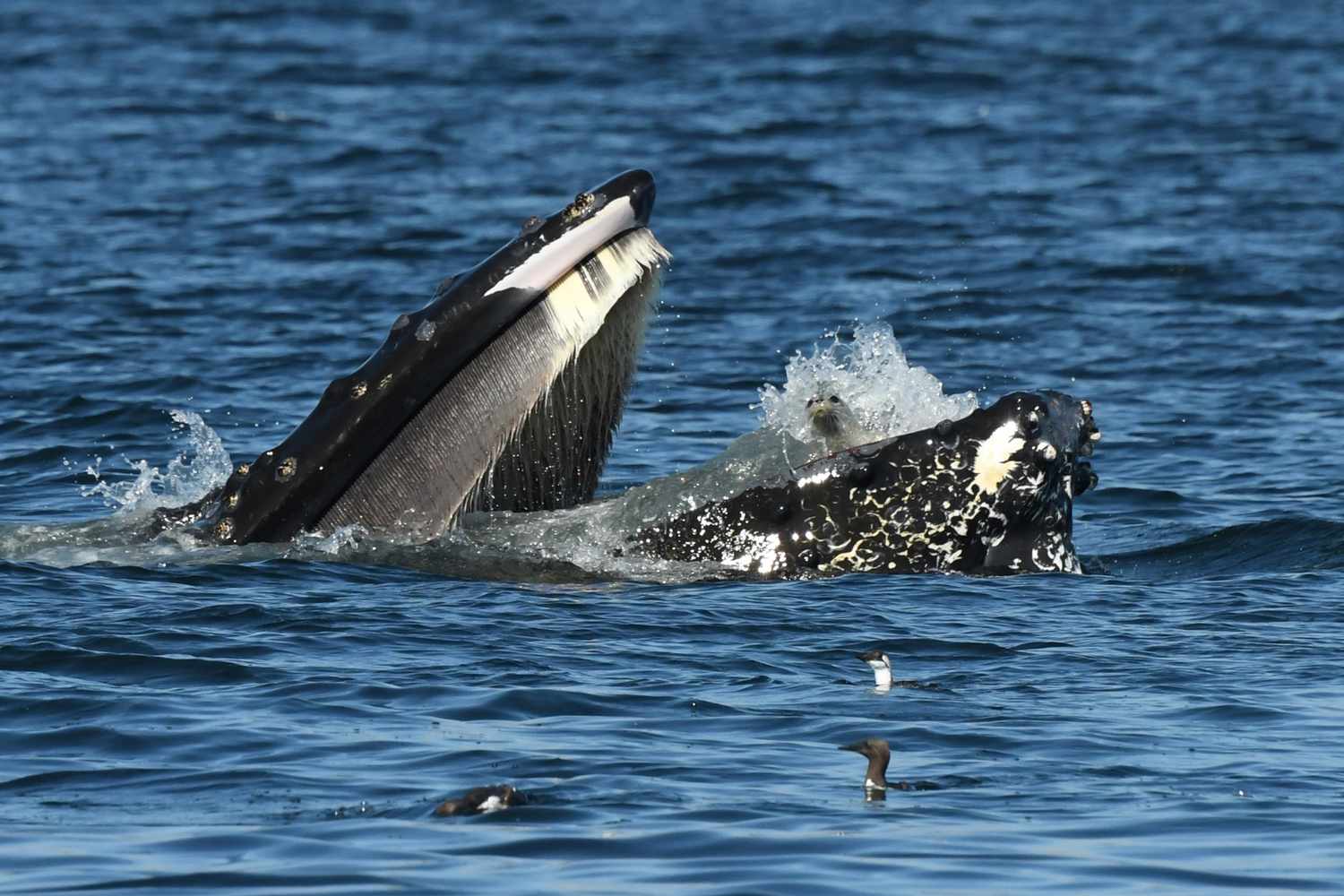 Humpback Whale Accidentally Almost Swallows Seal in Shocking Photo: 'A Sight to See'