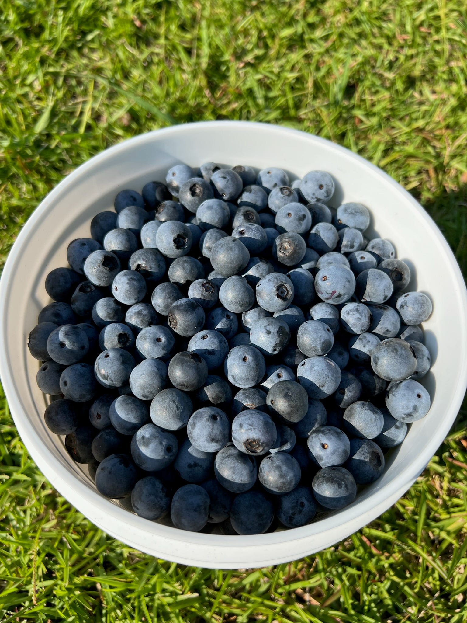 New Tallahassee blueberry farm opens U-Pick season Saturday