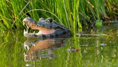 It Is Claimed that Black Babies Were Used as Alligator Bait in the American South. The Evidence Is Scant
