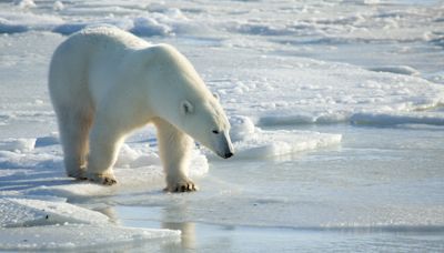 Polar bear fur tags could shed more light on how certain species groups behave