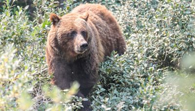 Kananaskis hiking trail closed after 'multiple grizzly bears' spotted in the area