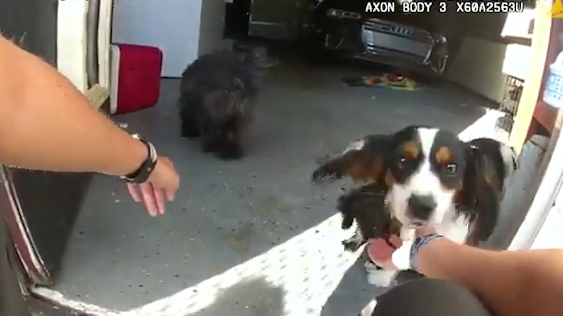 "Watch out for the dog!” State trooper's quick-thinking saves puppies from a busy highway