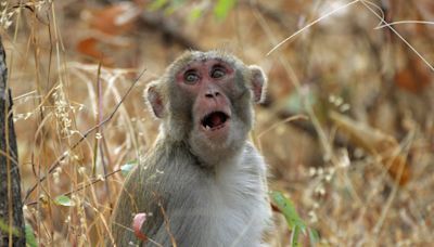 Facially expressive monkeys make better leaders, study suggests