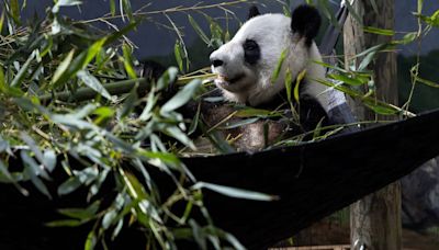 Zoo Atlanta giant pandas going back to China by the end of the year