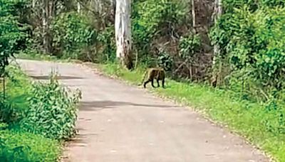 Tiger spotted in outskirts of Mysuru - Star of Mysore