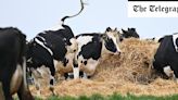 Denmark to charge farmers £80 per cow in world’s first meat tax