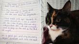 一隻被遺棄在收容所的貓和一張充滿悲情的紙條
