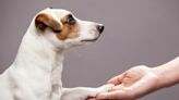 Before You Em“Bark”: CDC Requires Rabies Vaccine and Microchip for Dog Travel