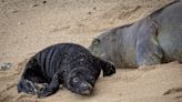 $880k awarded to The Marine Mammal Center for Hawaiian monk seal conservation