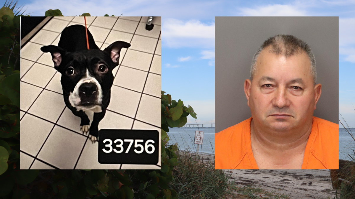 Pinellas Man Accused of Killing Dog He'd Just Adopted | 95.3 WDAE | Florida News