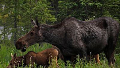 Moose attacks and kills man who was trying to photograph newborn calves