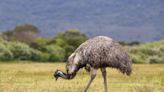 How Australia lost a war with emus
