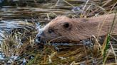 Beavers return to Cairngorms National Park in Scotland after 400 years