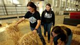 There’s plenty for kids to do at stock show, from milking a cow to watching a chick hatch