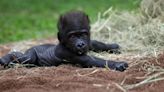 Fort Worth Zoo prepares to say goodbye to baby gorilla moving to new home next week