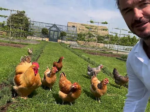 David Beckham is trailed by his chickens