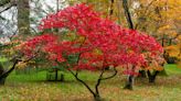 7 best small trees for a compact yard