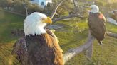 Beloved Florida Eagle Cam Returns For Another Nesting Season With New Mate For Widower Bald Eagle