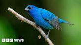 Rare blue songbird spotted in Guernsey