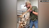 Chiropractor adjusts giraffe’s neck: ‘He absolutely loved it’